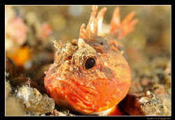 Side Profile.... 
D300, 60mm AF-S Macro by Kay Burn Lim 
